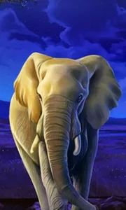 African Elephant